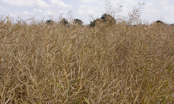 Oilseed in the field ready to be harvested.